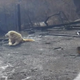 Illustration for article titled Good Boy Who Survived the Camp Fire Guarded His Family’s Home for Nearly a Month